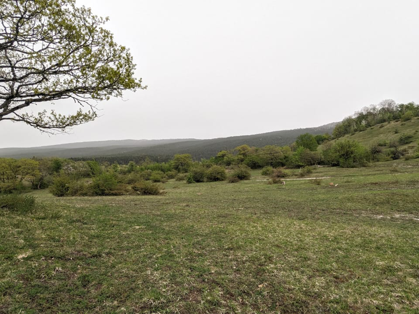 1237 agricultural land for sale in Ambrolauri